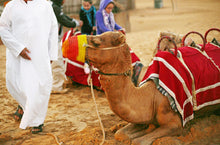 desert safari dubai best camel riding and dubai tour