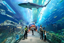 Lama Tours Offer this Combo for guest who wish to experience both desert safari and Dubai Aquarium Underwater Zoo Tickets. Our Guest may choose two different dates for each tour. They must choose one date below for this Combo deal. See the world-famous superstructures Burj Khalifa. Get to know the most important sights of this great Emirate Dubai thats Dubai Aquarium Underwater Zoo Dubai Desert Safari