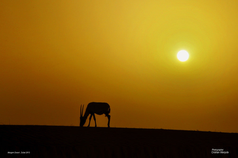 Overnight Desert Safari dubai