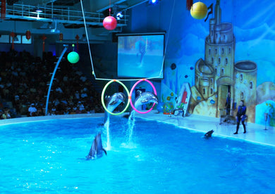 Dubai Dolphinarium