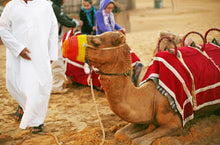 Desert safari in Dubai is not only popular with tourists but also with locals and expats. It is a great way to visit the beautiful golden desert of Dubai and also to get to know about desert life. Beginning in the evening, the Dubai desert safari is filled with lots of fun, entertainment and adventure. 