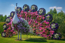 Dubai Miracle Garden