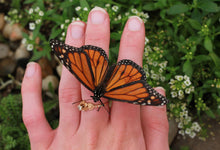 Dubai Butterfly Garden