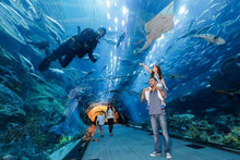 Dubai Aquarium and Underwater Zoo