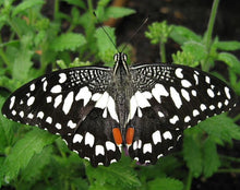 Dubai Butterfly Garden