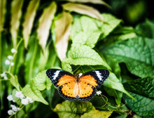 Dubai Butterfly Garden